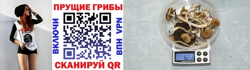 Псилоцибиновые грибы Psilocybine cubensis  Коряжма 
